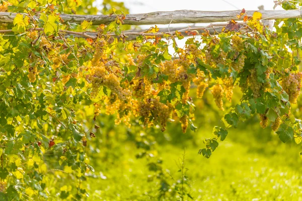 Uvas Brancas Uma Vinha Outono — Fotografia de Stock