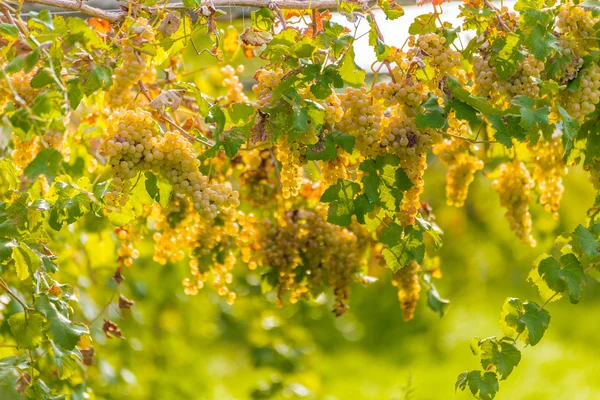 Białe Winogrona Winnicy Jesienią — Zdjęcie stockowe
