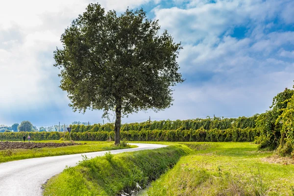 Árbol País Serpentina Carretera Que Corre Largo Campos Cultivados Viñedos — Foto de Stock