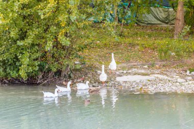 nehrin suyundan çıkarken arka arkaya kazlar