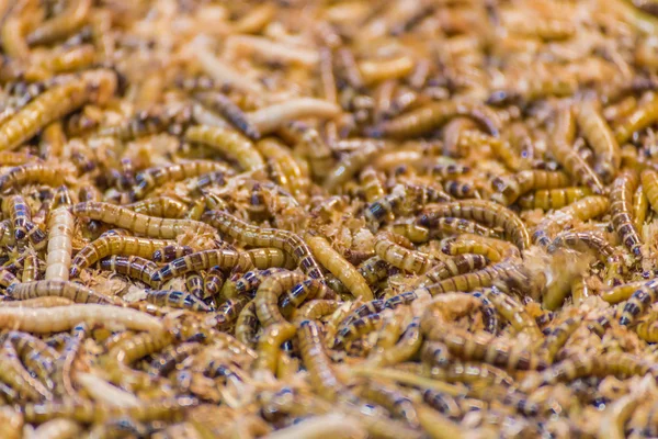 Bunch Larvae Zophobas Morio — Stock Photo, Image