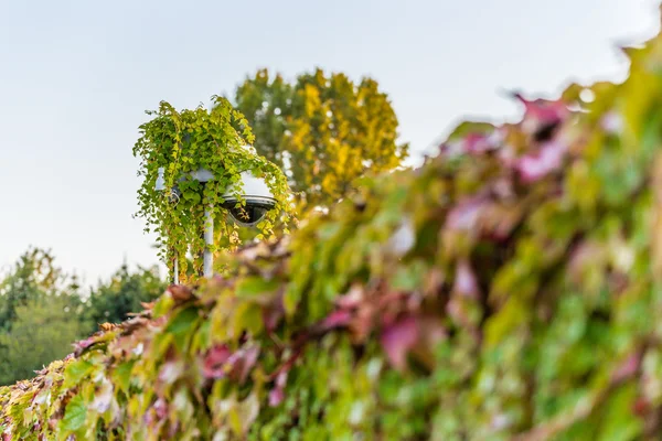 surveillance camera covered by Virginia creeper