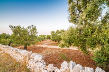 rüzgarlı Apulian zeytinliklerinin kırmızı toprağı
