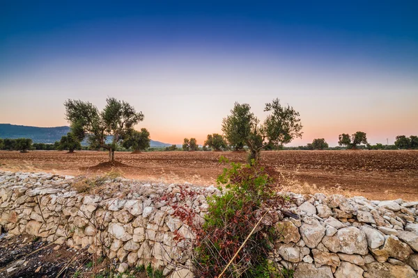 red soil of Apulian olive groves
