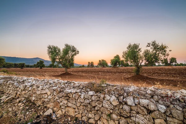Apulian zeytinliklerinin kırmızı toprağı