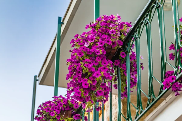 Pot Van Petunia Hangend Aan Een Balkon Met Metalen Reling — Stockfoto