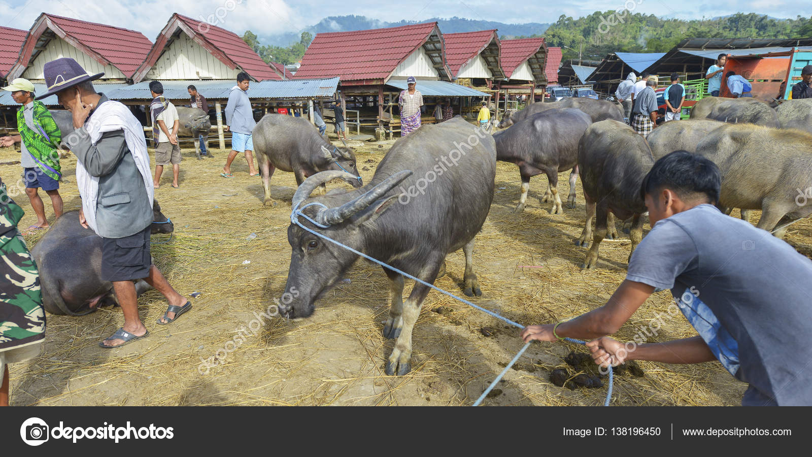 Vaches et bisons dans le village poule  Photo ditoriale 