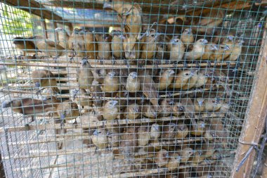 Pasar Ngasem, Yogyakarta, Java, Endonezya