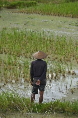 Tana Toraja, Sulawesi, Endonezya
