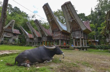 Tana Toraja, Sulawesi, Endonezya