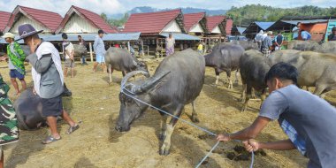 Pasar Bolu, Rantepao, Sulawesi, Endonezya