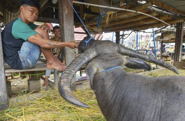 Pasar Bolu, Rantepao, Sulawesi, Endonezya