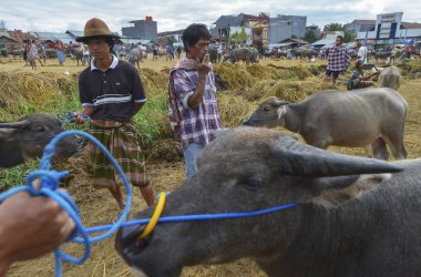 Pasar Bolu, Rantepao, Sulawesi, Endonezya