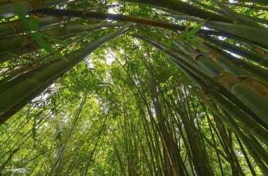 Bambu, Java, Endonezya