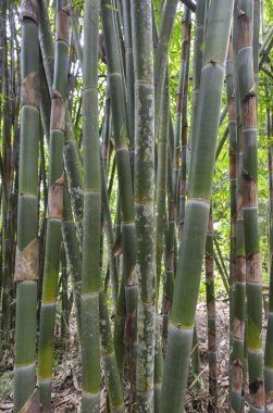 Bambu, Java, Endonezya