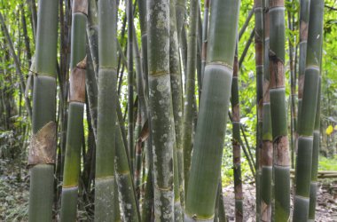 Bambu, Java, Endonezya