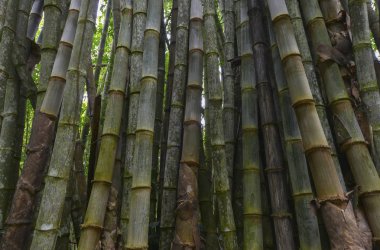 Bambu, Java, Endonezya