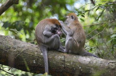 Bukit Lawang, Sumatra, Endonezya