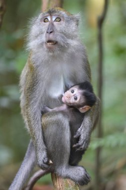 Bukit Lawang, Sumatra, Endonezya