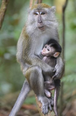 Bukit Lawang, Sumatra, Endonezya