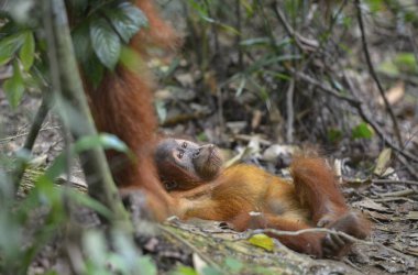 Orangutan, Bukit Lawang, Sumatra, Endonezya.