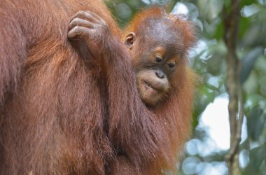 Orangutan, Bukit Lawang, Sumatra, Endonezya.