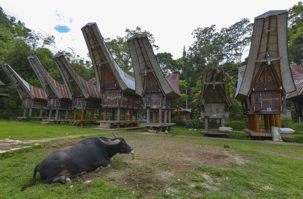 Tana Toraja, Sulawesi, Indonezja — Zdjęcie stockowe