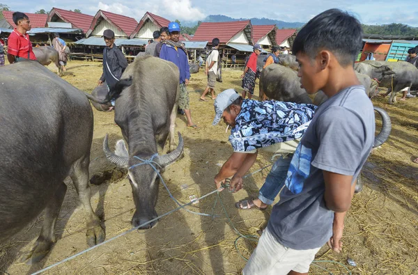 Pasar Bolu, Rantepao, Sulawesi, Indonesia — Foto de Stock