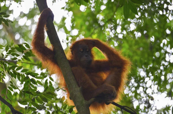 Orangutan, Bukit Lawang, Sumatra, Indonesia. — Foto Stock