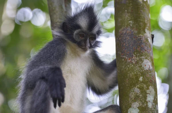 Bukit Lawang, Sumatra, Indonesia — Foto Stock