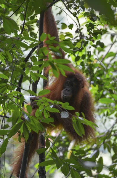 Orangután, Bukit Lawang, Sumatra, Indonesia . — Foto de Stock