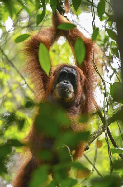 Orangutan, Bukit Lawang, Sumatra, Indonesia. — Foto Stock