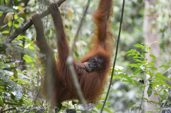 Orangután, Bukit Lawang, Sumatra, Indonesia . — Foto de Stock