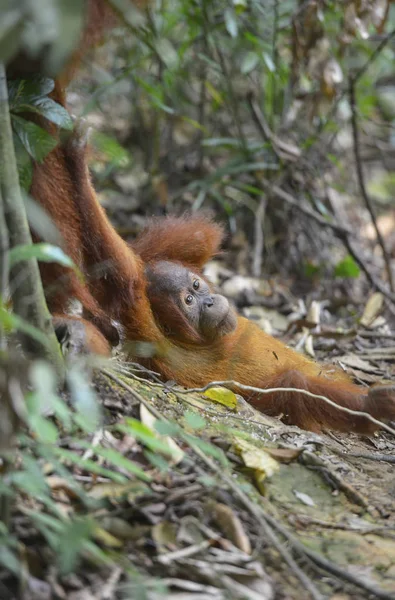 Orangutan, Bukit Lawang, Sumatra, Indonesia. — Foto Stock