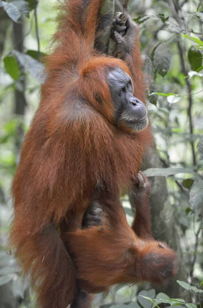 Orangután, Bukit Lawang, Sumatra, Indonesia . — Foto de Stock