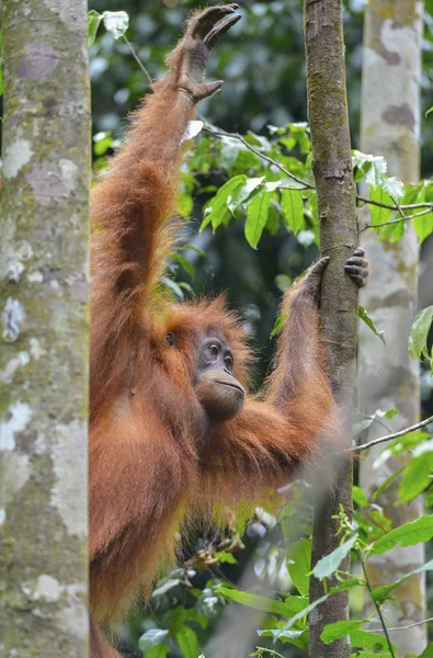 Orangutan, Bukit Lawang, Sumatra, Indonesia. — Foto Stock