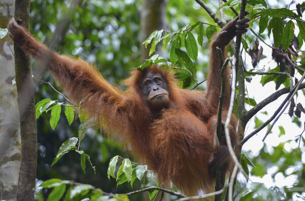 Orangutan, Bukit Lawang, Sumatra, Indonesia.