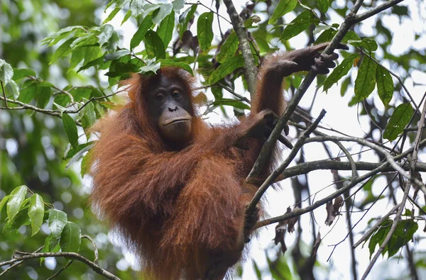 Orangután, Bukit Lawang, Sumatra, Indonesia . — Foto de Stock