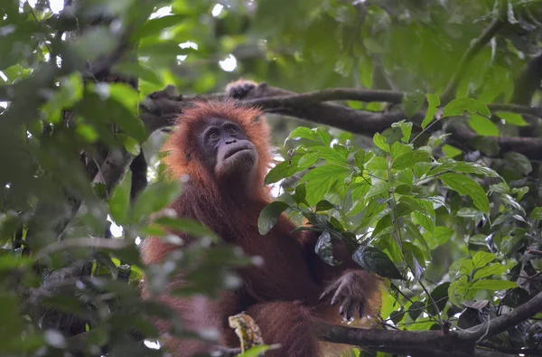 Orangutan, Bukit Lawang, Sumatra, Indonesia. — Foto Stock