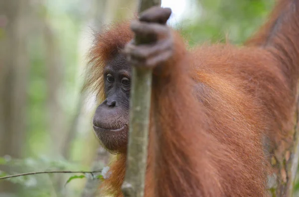 Orangután, Bukit Lawang, Sumatra, Indonesia . — Foto de Stock