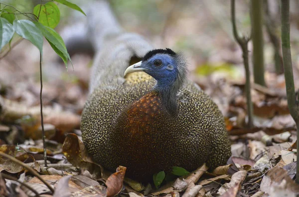 Peacock, Sumatra, Indonesia. — Stock Photo, Image