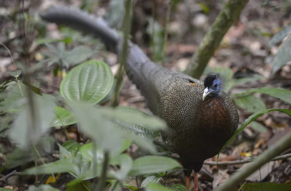 Peacock, Sumatra, Indonésie . — Photo