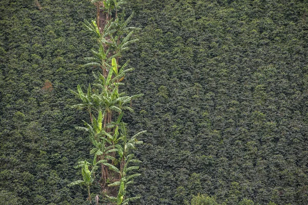 Koffie Plant Een Biologische Koffie Boerderij Salento Colombia — Stockfoto