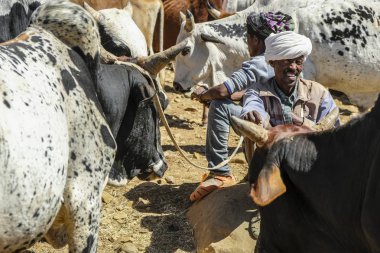 Aksum, Etiyopya - 13 Ocak: satış ve hayvanlar hayvan pazarında 13 Ocak 2018 üzerinde satın alma Aksum, Etiyopya kimliği belirsiz kişi. Kuzey Etiyopya en büyük pazarlarından biri.