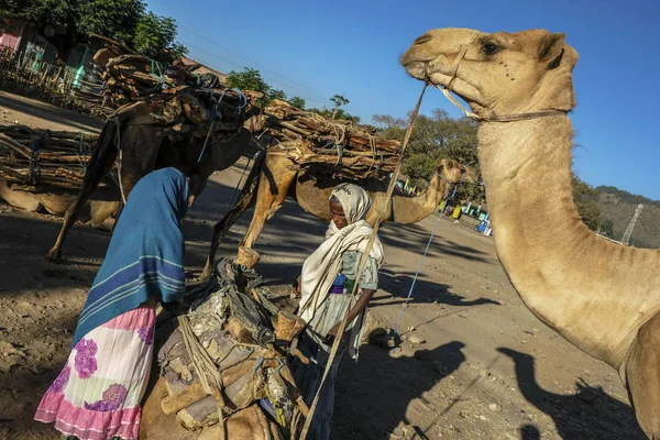 Aksum Etiopía Enero Camellos Cargados Leña Una Calle Aksum Enero — Foto de Stock