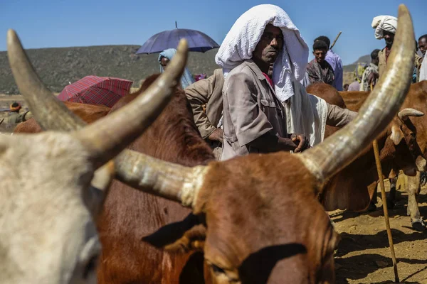 Aksum Etiopien Januari Oidentifierade Personer Sälja Och Köpa Djur Djur — Stockfoto