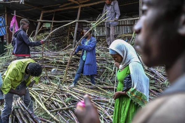 Bahir Dar Amhara Regionen Etiopien Januari Oidentifierad Man Säljer Sockerrör — Stockfoto