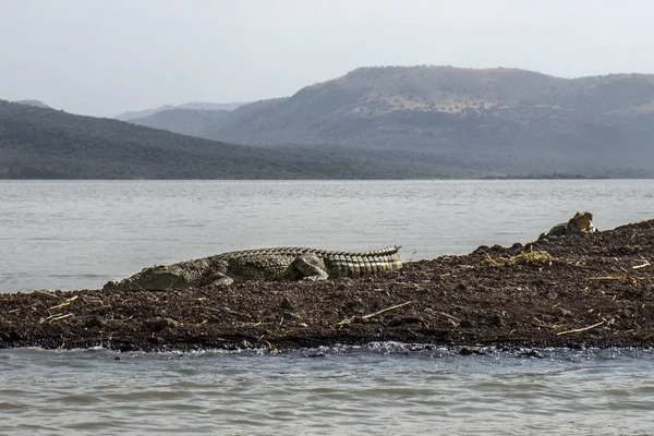 Crocodilo Sol Lago Chamo Etiópia — Fotografia de Stock