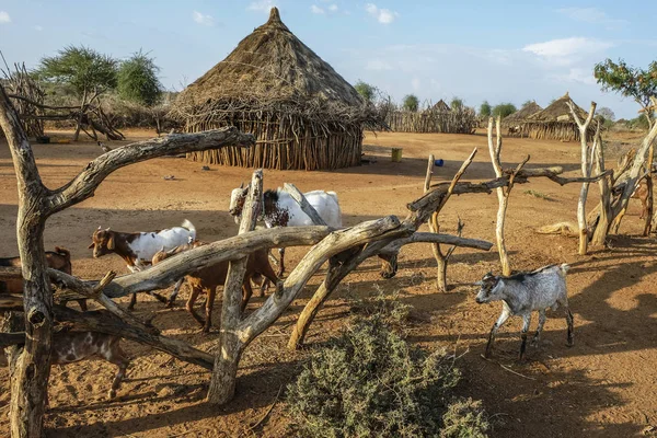 Maisons Traditionnelles Peuple Hamer Ethiopie Afrique — Photo