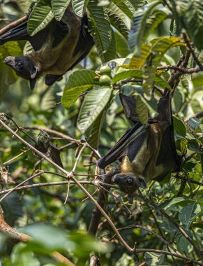 Kivu Gölü, Ruanda 'da gün boyunca ağaçta dinlenen meyve yarasaları.